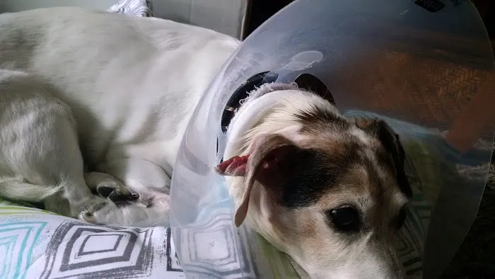 Iowa Veterinary Specialties: Appel Portia DVM 1