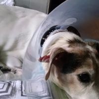 Iowa Veterinary Specialties: Appel Portia DVM ico