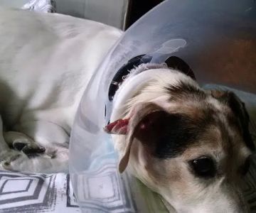 Iowa Veterinary Specialties: Appel Portia DVM
