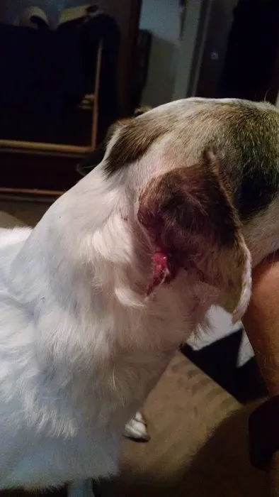 Iowa Veterinary Specialties: Appel Portia DVM 4