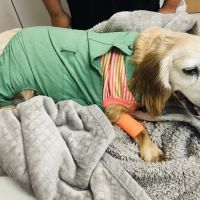 Iowa Veterinary Specialties ico