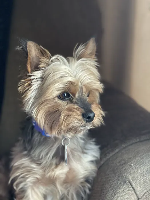 Kindness Pet Clinic 3