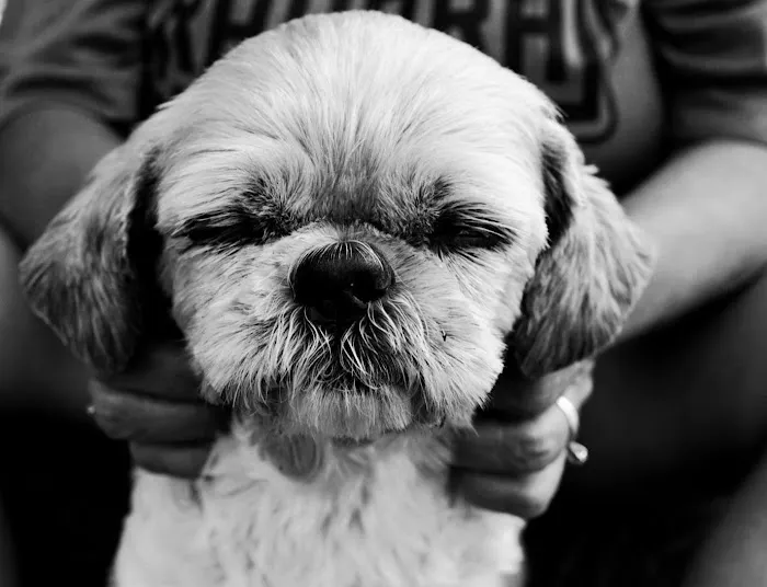 Kindness Pet Clinic 4