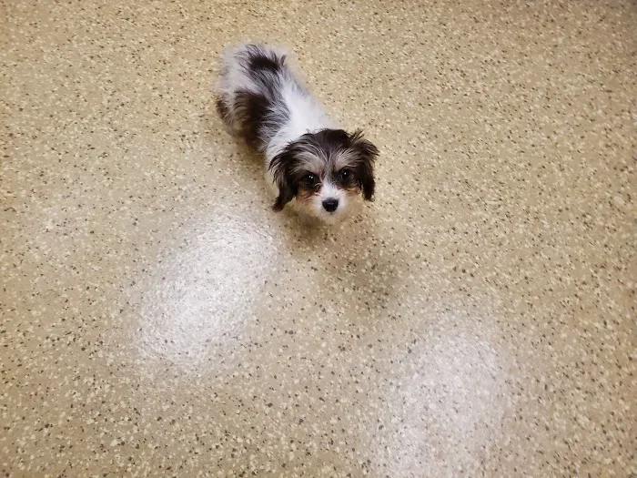 Kindness Pet Clinic 8