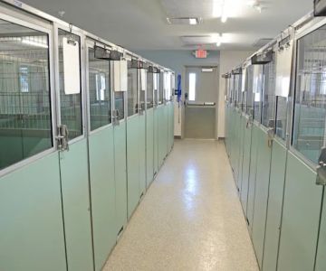 All Creatures Small Animal Hospital