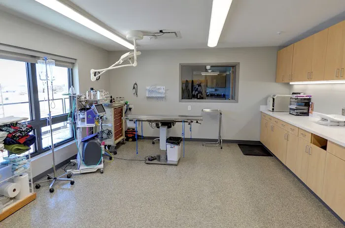 All Creatures Small Animal Hospital 4