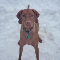 Albia Animal Clinic ico