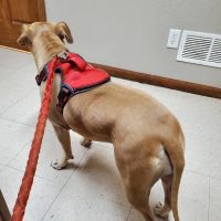 Thomas Veterinary Clinic ico