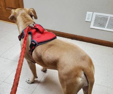 Thomas Veterinary Clinic