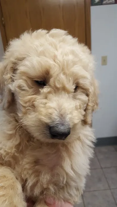 Eastview Animal Hospital 5