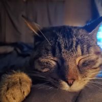 Eastview Animal Hospital ico