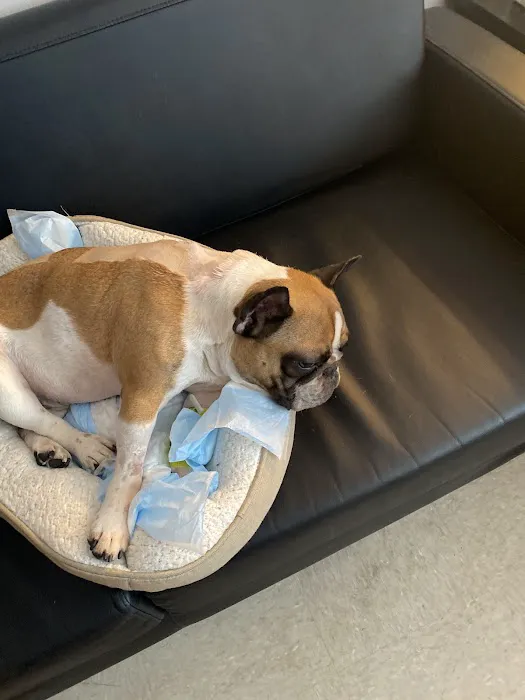 BluePearl Pet Hospital 1
