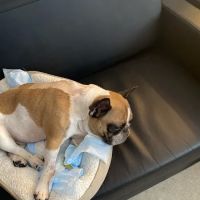 BluePearl Pet Hospital ico