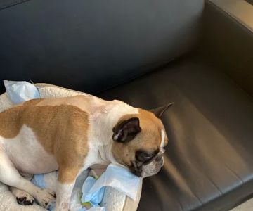 BluePearl Pet Hospital