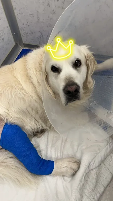BluePearl Pet Hospital 7