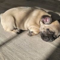 Northwest Veterinary Hospital ico
