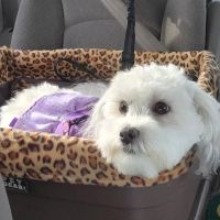 Prairie View Animal Hospital ico