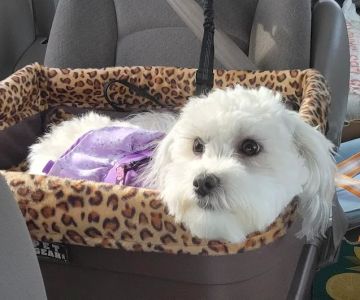 Prairie View Animal Hospital