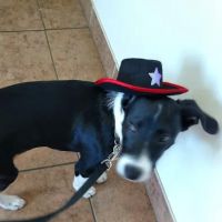 Hickman Road Veterinary Clinic ico