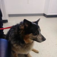 Sunny Ridge Veterinary Services LLC. ico