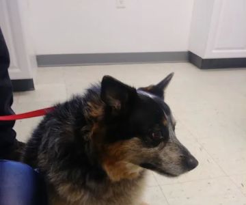 Sunny Ridge Veterinary Services LLC.