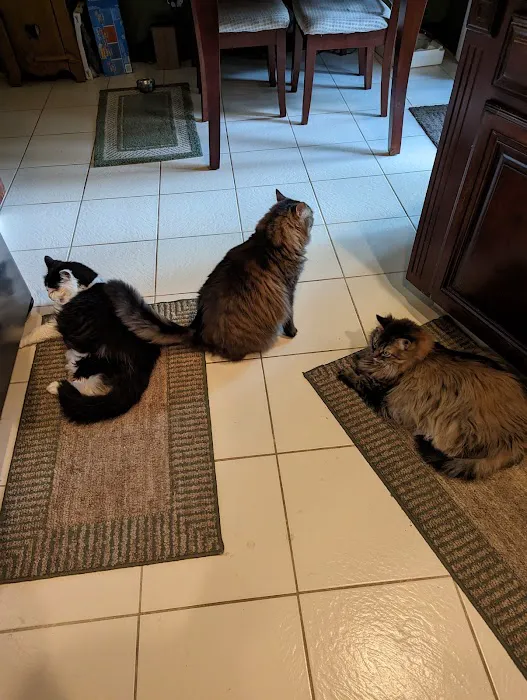 South Mill Veterinary Clinic 8