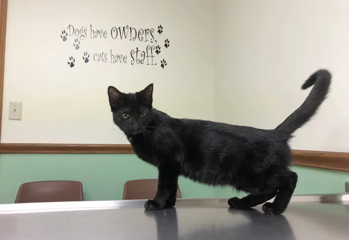 South Mill Veterinary Clinic 10