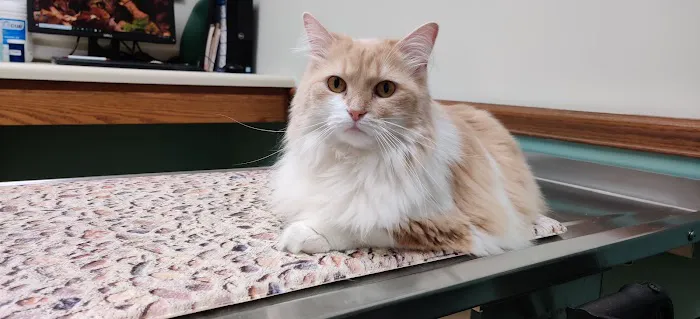 South Mill Veterinary Clinic 9