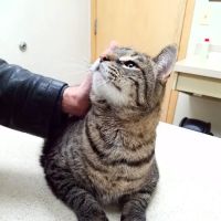 Crago Veterinary Clinic ico