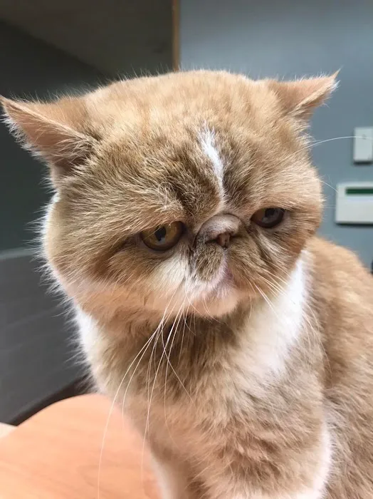 Ebert Animal Hospital 1