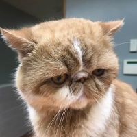 Ebert Animal Hospital ico
