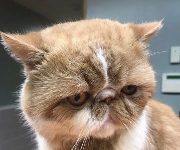Ebert Animal Hospital