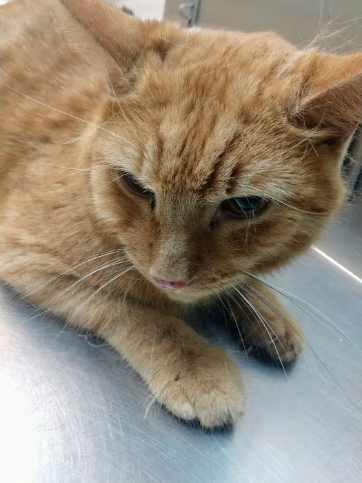 Ebert Animal Hospital 4