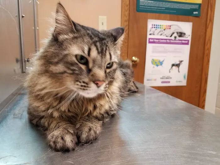Ebert Animal Hospital 6