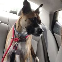 Kolehmainen Veterinary Clinic ico