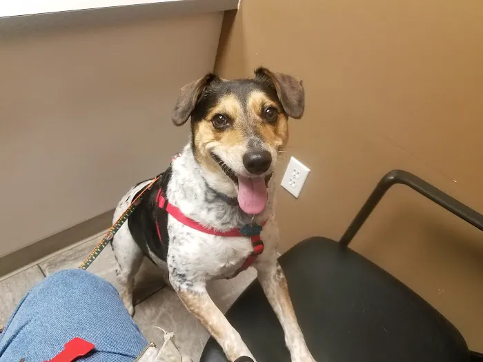 VCA Burton Animal Hospital 1