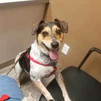 VCA Burton Animal Hospital ico