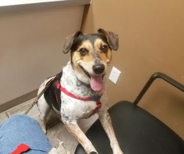 VCA Burton Animal Hospital