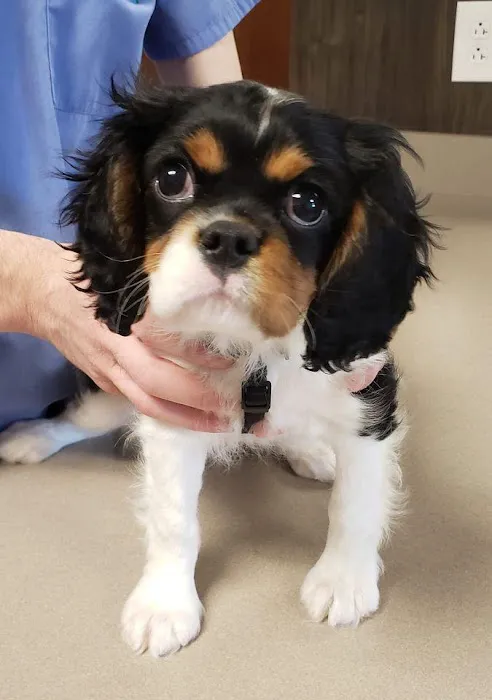 Kirtland Veterinary Hospital 10