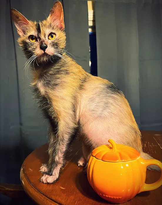 Pantheon Sphynx Cattery 3