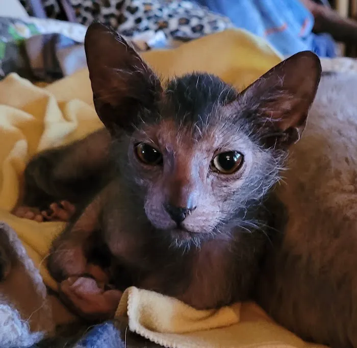 Pantheon Sphynx Cattery 2