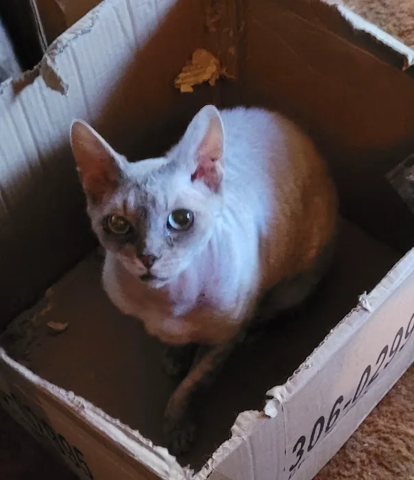 Pantheon Sphynx Cattery 1