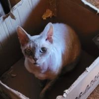 Pantheon Sphynx Cattery ico