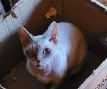 Pantheon Sphynx Cattery
