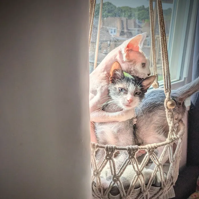Pantheon Sphynx Cattery 8
