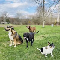 Newton Falls Animal Hospital ico