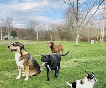 Newton Falls Animal Hospital