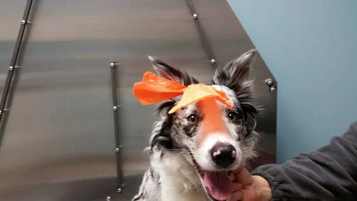 Newton Falls Animal Hospital 4