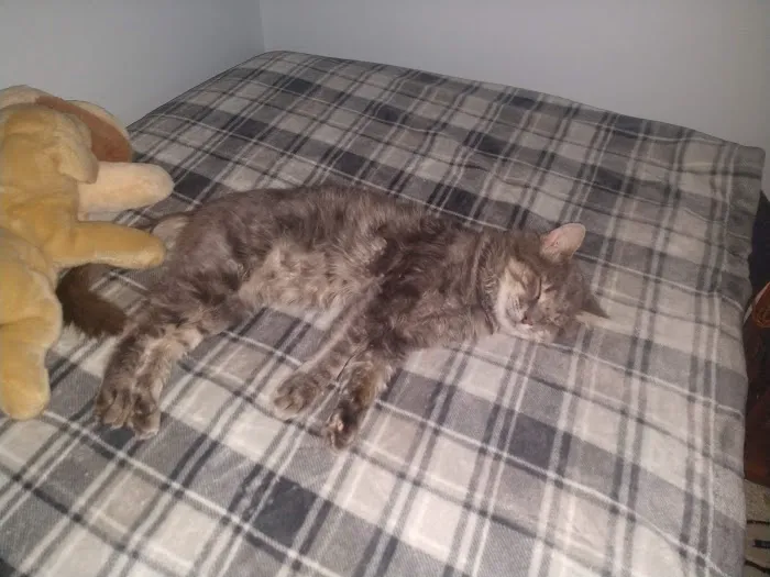Tyler Animal Clinic 9