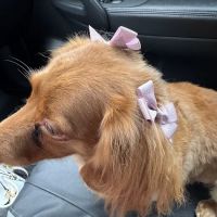 Family Companion Animal Care Center ico